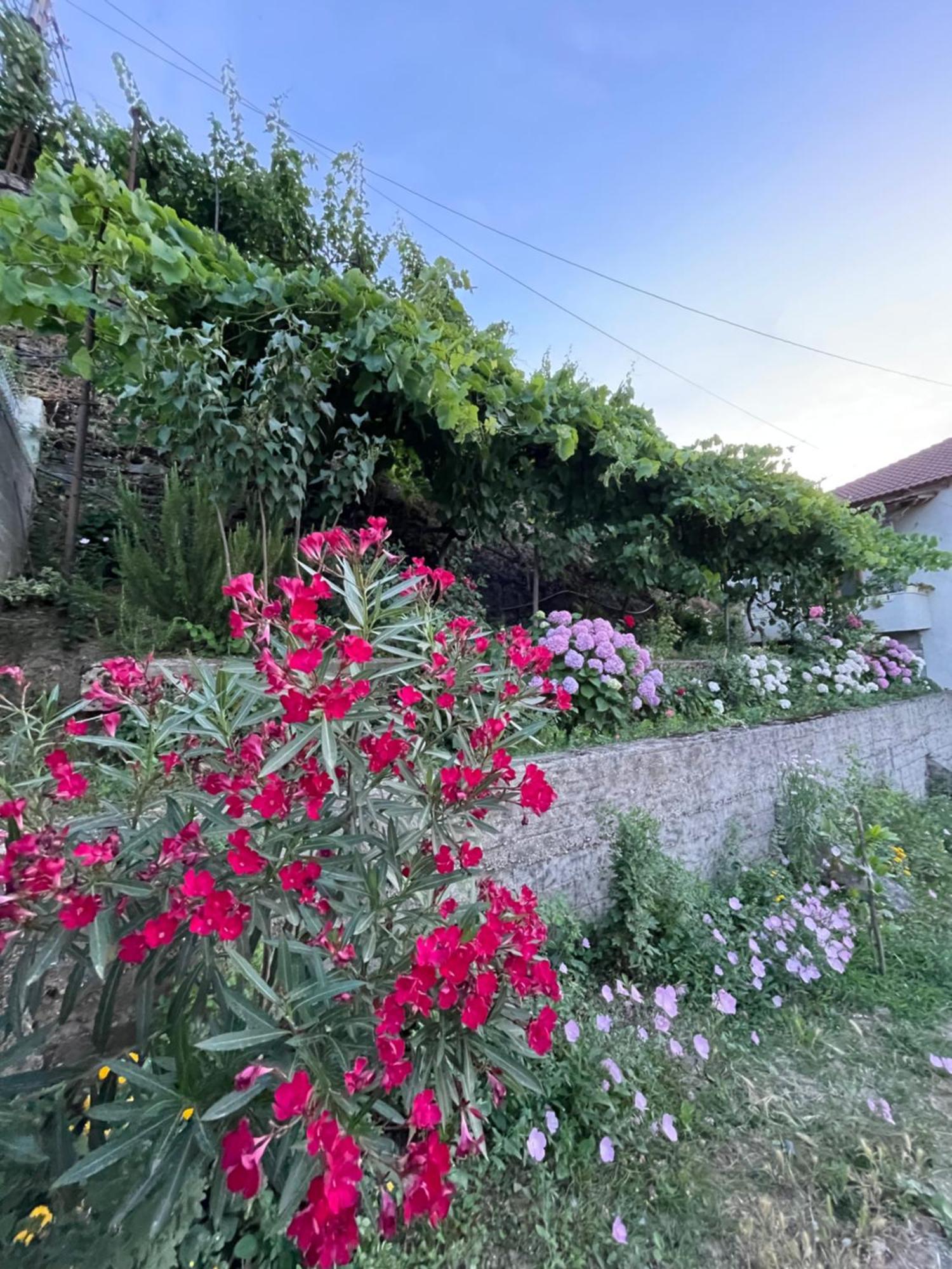 Elsa'S Villa Gjirokastër Dış mekan fotoğraf